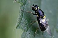 Oxycera leonina