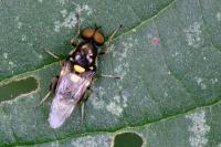 Oxycera leonina