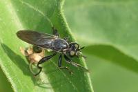 Dioctria atricapilla