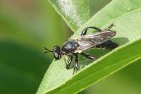 Dioctria atricapilla