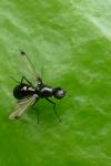 Sepsis fulgens
