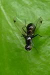 Sepsis fulgens