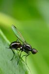 Sepsis fulgens