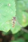 Episyrphus balteatus