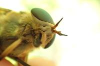 Tabanus sudeticus