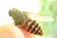 Tabanus sudeticus