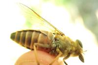 Tabanus sudeticus