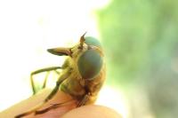 Tabanus sudeticus