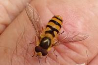 Epistrophe diaphana