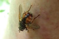 Tachina fera