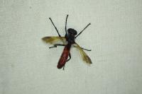 Cylindromyia bicolor