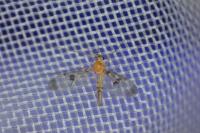 Macrocera phalerata