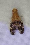 Oxyna flavipennis