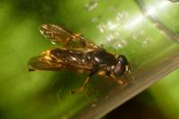 Xylota sylvarum