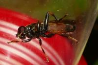 Xylota segnis