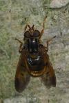 Ferdinandea aurea
