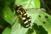Philhelius stackelbergi