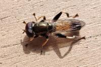 Xylota segnis