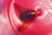 Volucella zonaria