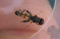 Syritta pipiens