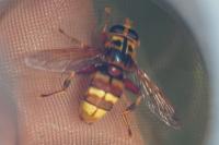 Milesia crabroniformis