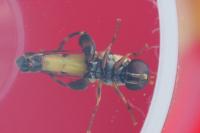 Syritta pipiens