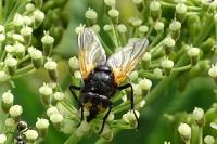 Mesembrina meridiana