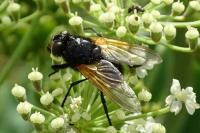 Mesembrina meridiana