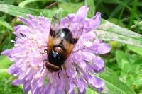Volucella pellucens