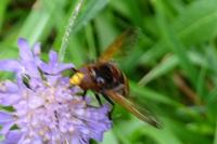 Volucella inanis