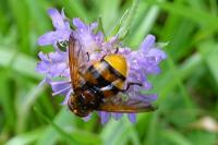 Volucella inanis
