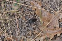 Dasypogon diadema