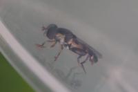 Syritta pipiens
