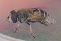 Eristalis arbustorum