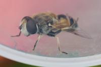 Eristalis arbustorum