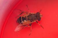 Eristalis arbustorum