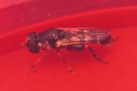 Syritta pipiens
