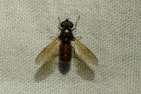 Chloromyia formosa