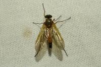 Rhagio tringarius