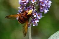 Volucella zonaria