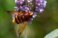 Volucella zonaria