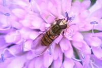 Episyrphus balteatus