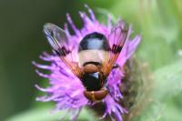 Volucella pellucens