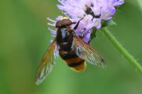 Volucella zonaria