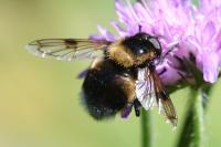 Volucella bombylans