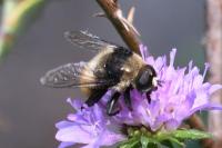 Merodon