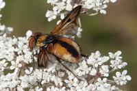 Ectophasia crassipennis