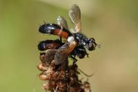 Cylindromyia auriceps
