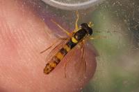 Sphaerophoria scripta