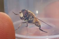 Eristalis arbustorum